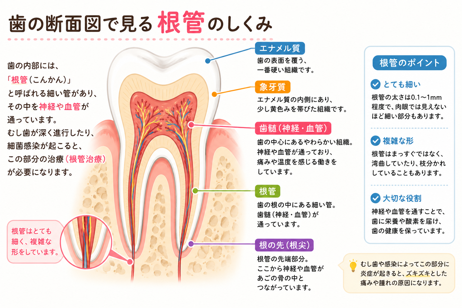 歯の断面図で根管・神経・血管の位置を説明したイラスト